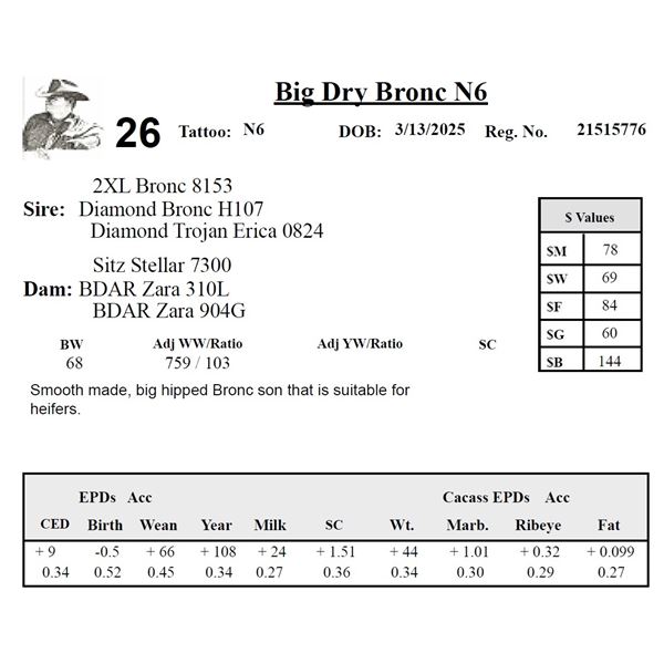Big Dry Bronc N6