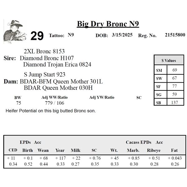 Big Dry Bronc N9