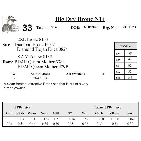 Big Dry Bronc N14