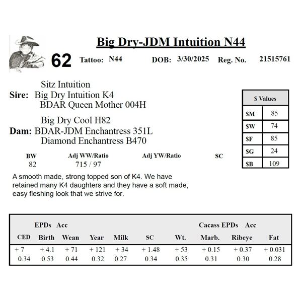 Big Dry-JDM Intuition N44