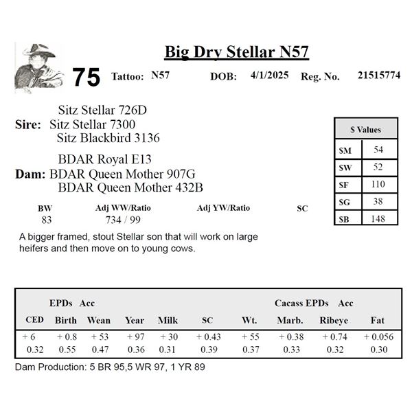 Big Dry Stellar N57