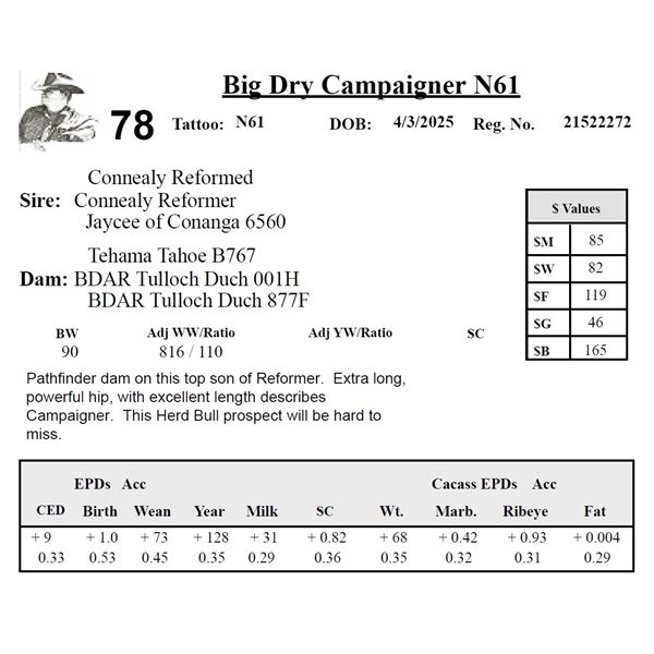 Big Dry Campaigner N61