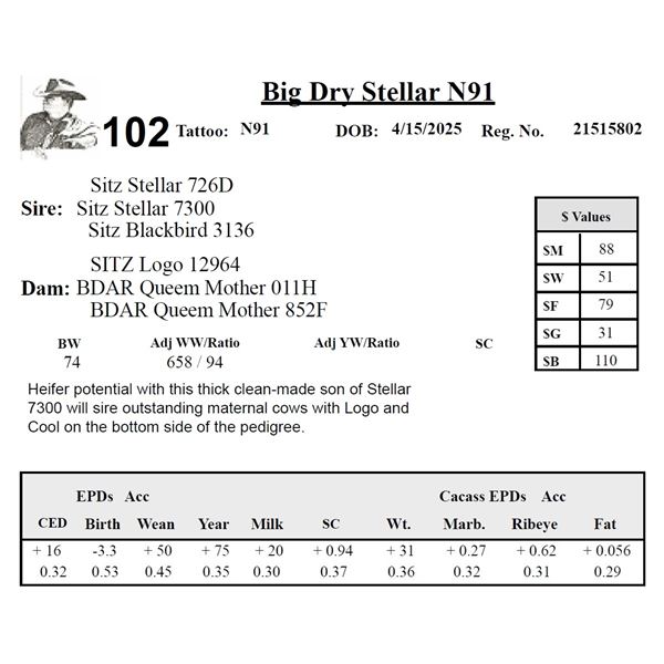 Big Dry Stellar N91