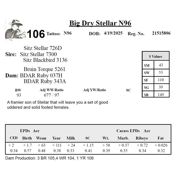 Big Dry Stellar N96