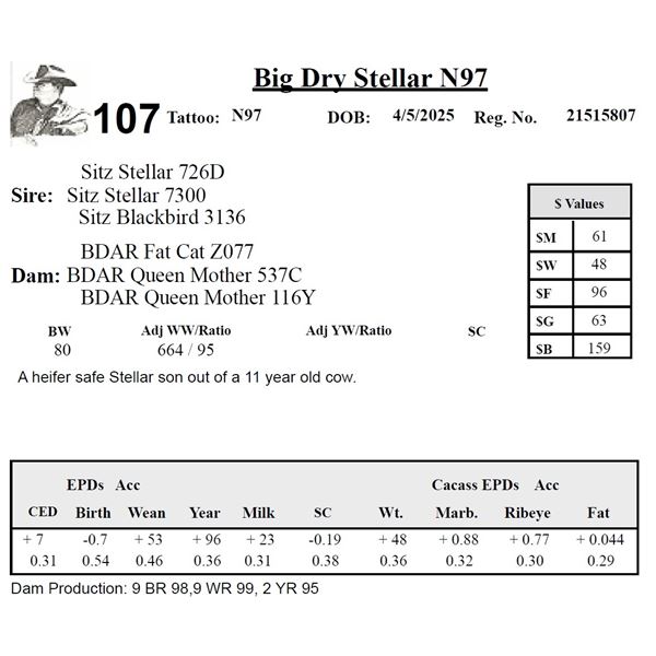 Big Dry Stellar N97