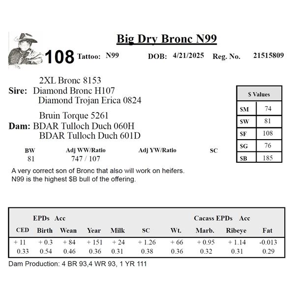 Big Dry Bronc N99