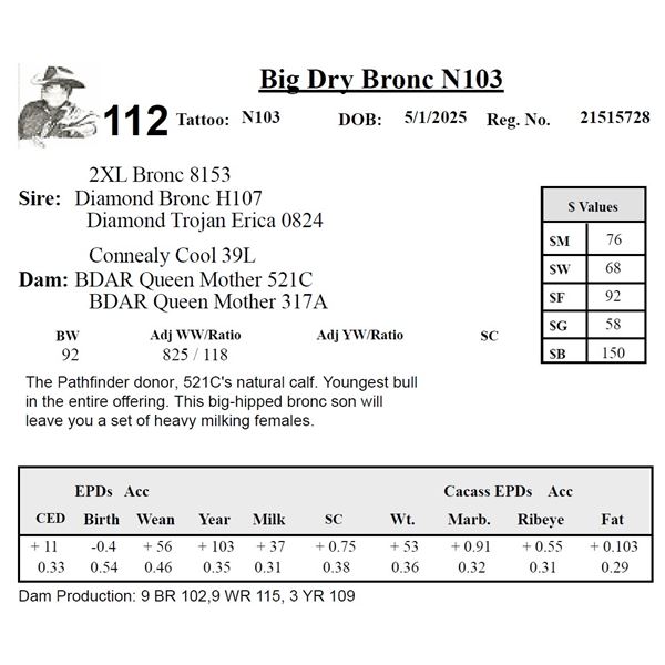 Big Dry Bronc N103