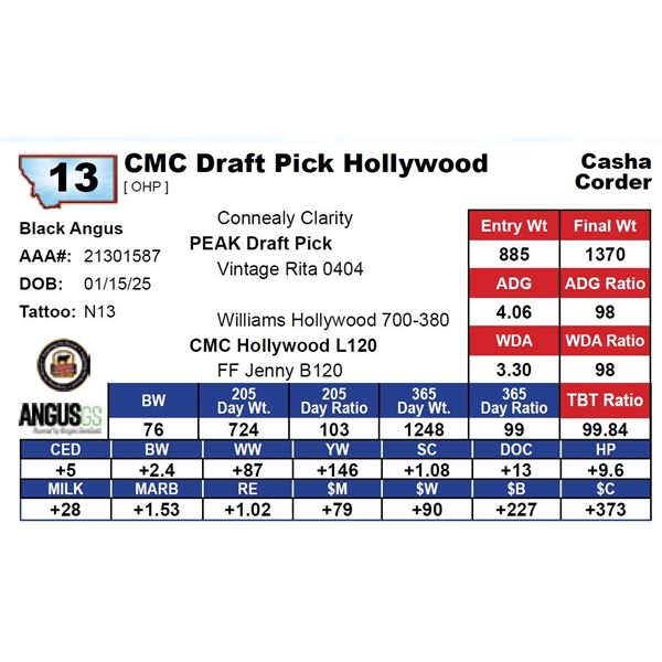 CMC Draft Pick Hollywood