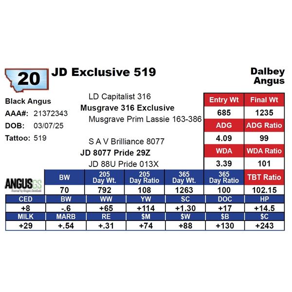 JD Exclusive 519