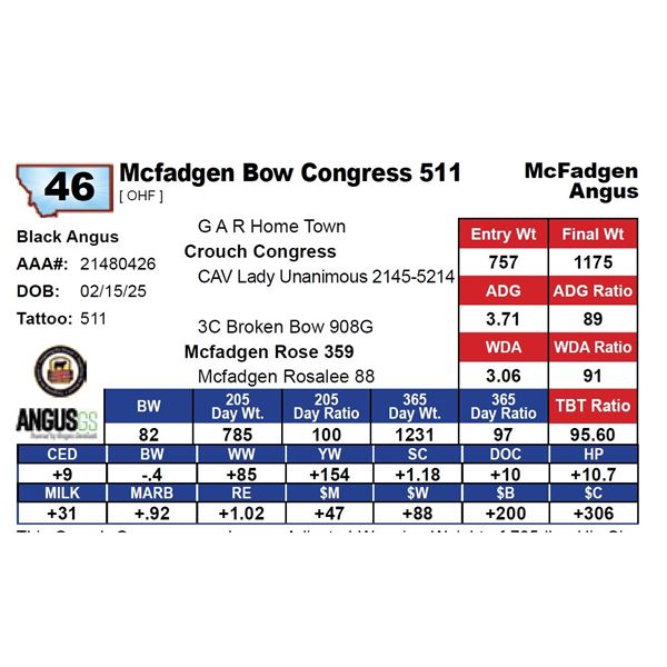 Mcfadgen Bow Congress 511