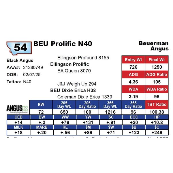 BEU Prolific N40
