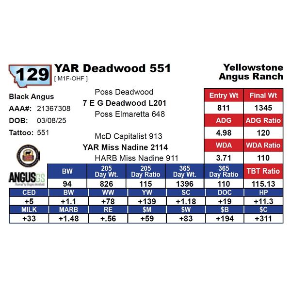 YAR Deadwood 551