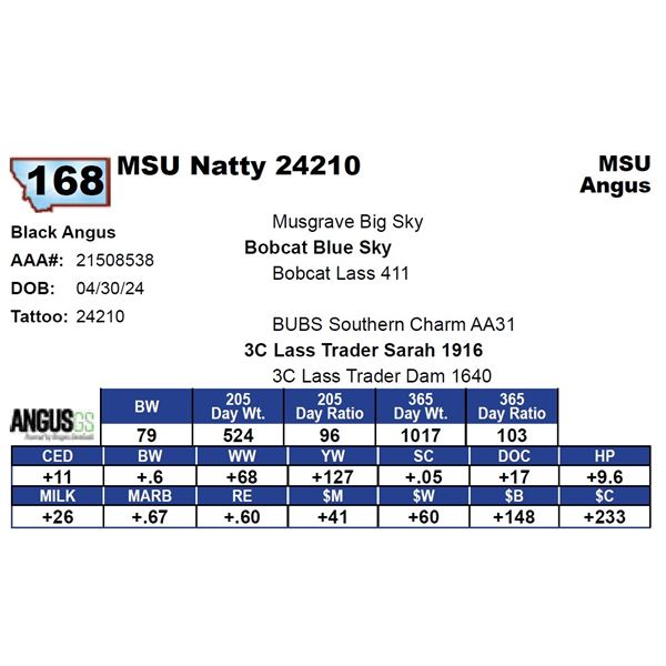 MSU Natty 24210