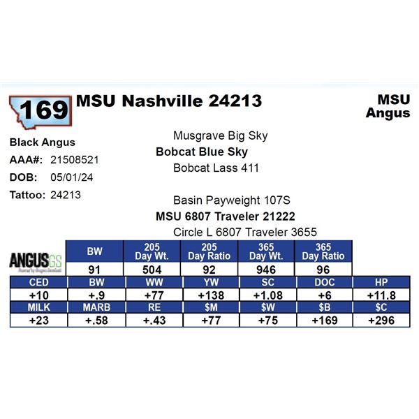 MSU Nashville 24213
