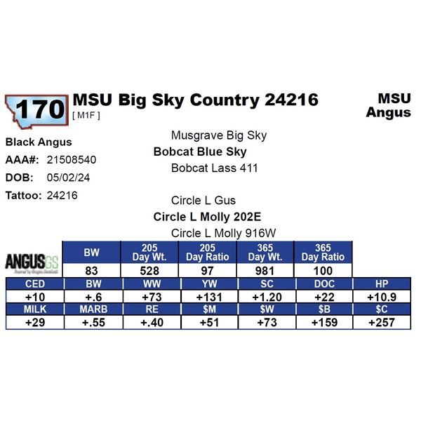 MSU Big Sky Country 24216