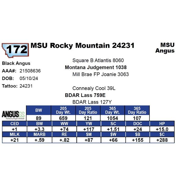 MSU Rocky Mountain 24231