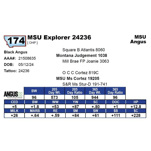 MSU Explorer 24236