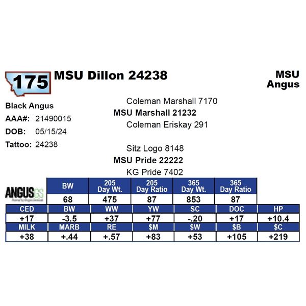 MSU Dillon 24238