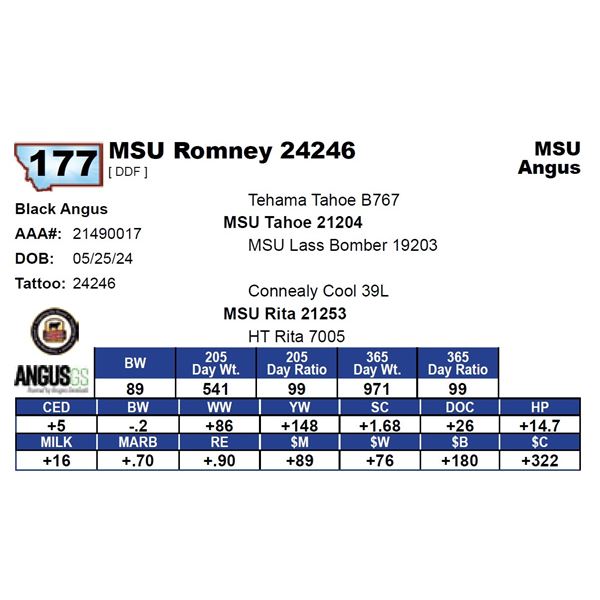 MSU Romney 24246