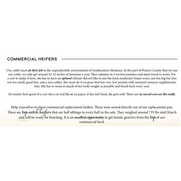 COMMERCIAL HEIFERS