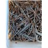 Image 3 : Pail of Nails