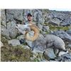 Image 1 : WIN A FULLY GUIDED ALL-INCLUSIVE 14 DAY STONE SHEEP HUNT YUKON STONE OUTFITTERS