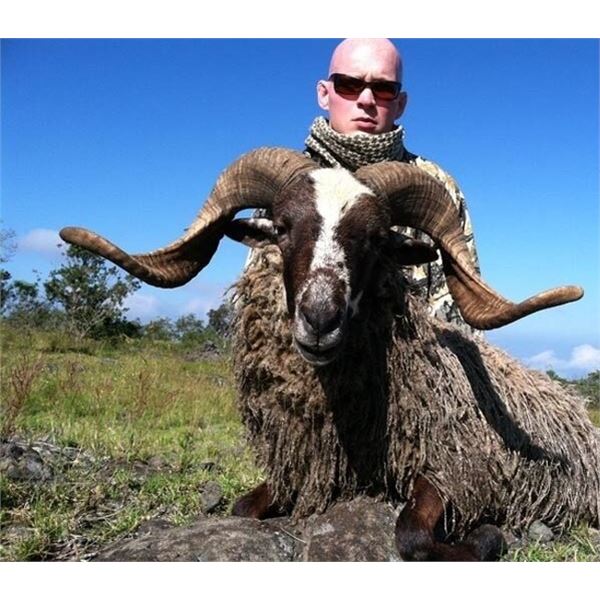 HAWAII, WILD BOAR OR GOAT HUNT — 1 HUNTER, 1 DAY