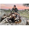 Image 10 : SPAIN, MOUFLON SHEEP HUNT — 1 HUNTER, 4 DAYS