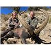 Image 12 : SPAIN, MOUFLON SHEEP HUNT — 1 HUNTER, 4 DAYS