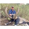 Image 7 : SPAIN, MOUFLON SHEEP HUNT — 1 HUNTER, 4 DAYS