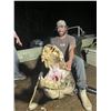 Image 3 : FLORIDA ALLIGATOR HUNT — 2 HUNTERS, 2 DAYS