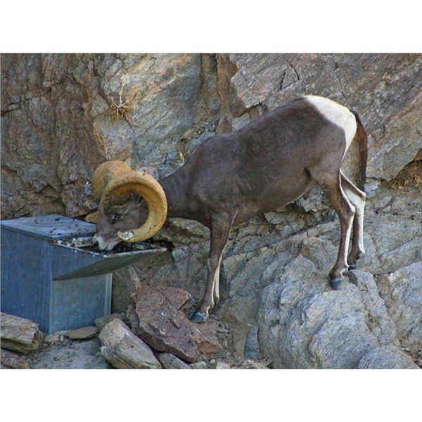 ELENA JOHNSON ART, CUSTOM DRAWING OF SHEEP AT CA DRINKER