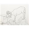 Image 2 : ELENA JOHNSON ART, CUSTOM DRAWING OF SHEEP AT CA DRINKER