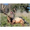 Image 2 : BARDIN RANCH, BULL TULE ELK — 1 HUNTER, 1 OBSERVER, 7 DAYS