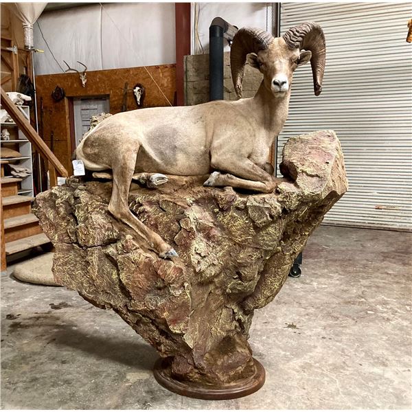 LIFESIZE SHEEP MOUNT — TAXIDERMY CREDIT
