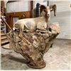 Image 1 : LIFESIZE SHEEP MOUNT — TAXIDERMY CREDIT