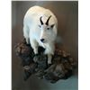 Image 4 : LIFESIZE SHEEP MOUNT — TAXIDERMY CREDIT