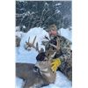 Image 2 : ALASKA, SELF-GUIDED SITKA BLACKTAIL HUNT — 1 HUNTER, 3 DAYS
