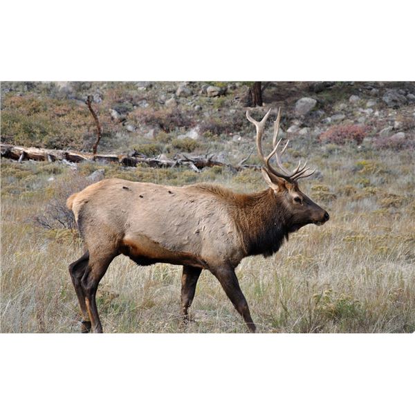 CDFW — MULTI-ZONE ELK TAG