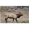 Image 1 : CDFW — MULTI-ZONE ELK TAG