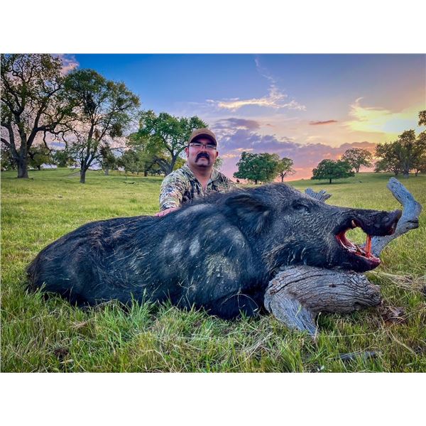 TEHACHAPI, PIG HUNT — 2 HUNTERS, 2 DAYS