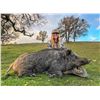 Image 2 : TEHACHAPI, PIG HUNT — 2 HUNTERS, 2 DAYS