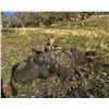 Image 3 : TEHACHAPI, PIG HUNT — 2 HUNTERS, 2 DAYS