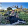 Image 5 : TEHACHAPI, PIG HUNT — 2 HUNTERS, 2 DAYS