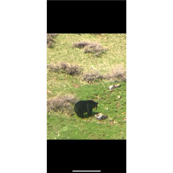 WYOMING, BEAR HUNT — 2 VETERAN HUNTERS, 7 DAYS