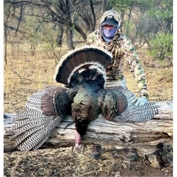 MEXICO, GOULDS TURKEY HUNT — 2 HUNTERS, 5 DAYS