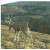 Image 2 : CALIFORNIA, HREC BLACKTAIL HUNT — 1 HUNTER, 1 DAY