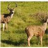 Image 4 : CALIFORNIA, HREC BLACKTAIL HUNT — 1 HUNTER, 1 DAY
