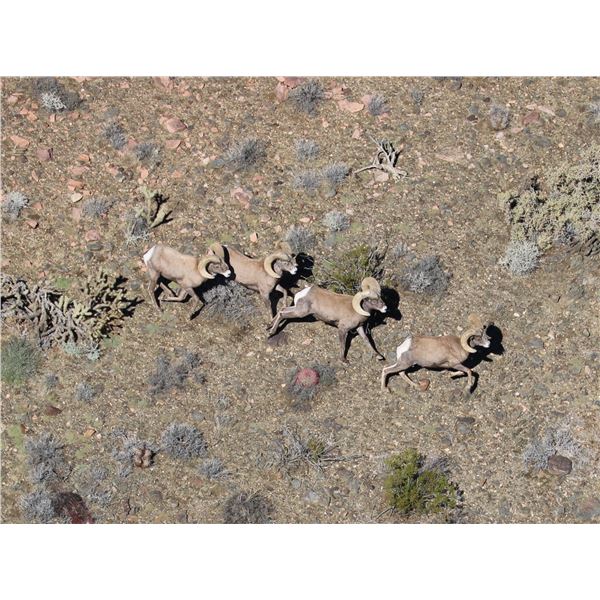 CDFW — SINGLE ZONE SHEEP TAG