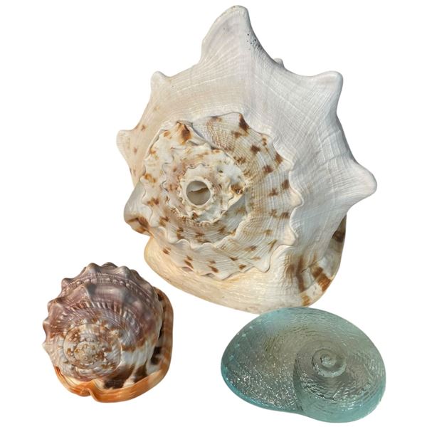 2 Natural and 1 Glass Seashell * Largest Shell is 9" x 9" x 16" (glass shell has a chip)